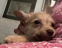 Dobby, a male Yorkshire Terrier and Poodle - Toy  for sale in Camden, SC – 3 of 5
