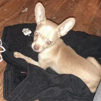 Waffles- CKC very small, a male Chihuahua for sale in Camden, SC – Photo 1 of 10