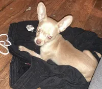 Waffles- CKC very small, a male Chihuahua for sale in Camden, SC – Photo 1 of 10