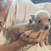 Waffles- CKC very small, a male Chihuahua for sale in Camden, SC – Photo 9 of 10
