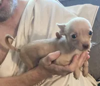 Waffles- CKC very small, a male Chihuahua for sale in Camden, SC – Photo 9 of 10