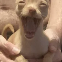 Waffles- CKC very small, a male Chihuahua for sale in Camden, SC – Photo 3 of 10