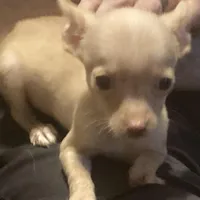 Waffles- CKC very small, a male Chihuahua for sale in Camden, SC – Photo 6 of 10