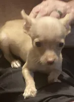 Waffles- CKC very small, a male Chihuahua for sale in Camden, SC – Photo 6 of 10