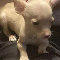 Waffles- CKC very small, a male Chihuahua for sale in Camden, SC – Photo 5 of 10