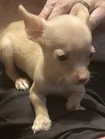 Waffles- CKC very small, a male Chihuahua for sale in Camden, SC – Photo 5 of 10