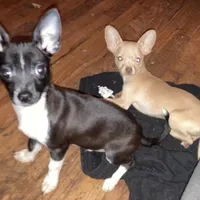 Waffles- CKC very small, a male Chihuahua for sale in Camden, SC – Photo 2 of 10