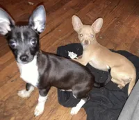 Waffles- CKC very small, a male Chihuahua for sale in Camden, SC – Photo 2 of 10