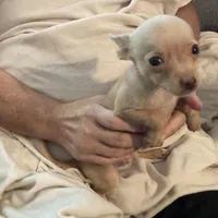 Waffles- CKC very small, a male Chihuahua for sale in Camden, SC – Photo 8 of 10