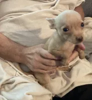 Waffles- CKC very small, a male Chihuahua for sale in Camden, SC – Photo 8 of 10