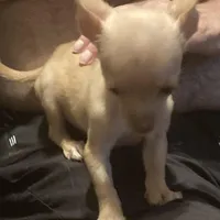 Waffles- CKC very small, a male Chihuahua for sale in Camden, SC – Photo 7 of 10