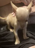 Waffles- CKC very small, a male Chihuahua for sale in Camden, SC – Photo 7 of 10