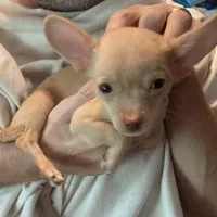 Waffles- CKC very small, a male Chihuahua for sale in Camden, SC – Photo 10 of 10