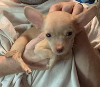 Waffles- CKC very small, a male Chihuahua for sale in Camden, SC – Photo 10 of 10