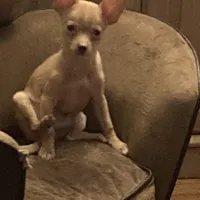 Waffles- CKC very small, a male Chihuahua for sale in Camden, SC – Photo 4 of 10