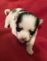 Kaia-teacup sized, a female Chihuahua for sale in Camden, SC – Photo 1 of 3