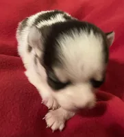 Kaia-teacup sized, a female Chihuahua for sale in Camden, SC – Photo 2 of 3