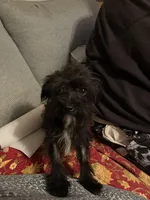 Sirius Black-weighs 4.18 on 3/25, a male Yorkipoo for sale in Camden, SC – Photo 7 of 7