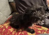 Sirius Black-weighs 4.18 on 3/25, a male Yorkipoo for sale in Camden, SC – Photo 4 of 7