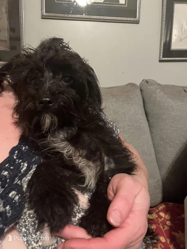 Sirius Black-weighs 4.18 on 3/25 – Yorkipoo puppy for sale in Camden, SC