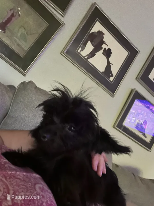 Jasper weight 3.01lb in 3/25/26 – Yorkshire Terrier, Poodle - Toy  puppy for sale in Camden, SC
