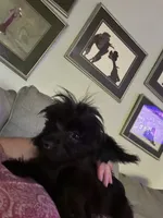 Jasper weight 3.01lb in 3/25/26, a male Yorkshire Terrier and Poodle - Toy  for sale in Camden, SC – 1 of 7
