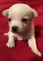 Oliver, a male Chihuahua for sale in Camden, SC – Photo 1 of 3