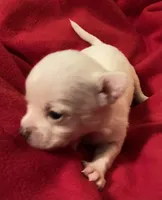 Oliver, a male Chihuahua for sale in Camden, SC – Photo 2 of 3