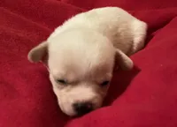 Oliver, a male Chihuahua for sale in Camden, SC – Photo 3 of 3