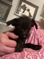 Dumbledore, a male Yorkshire Terrier and Poodle - Toy  for sale in Camden, SC – 5 of 5