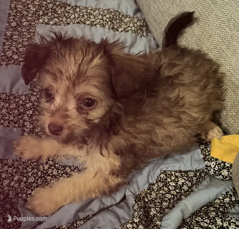 Lilly – Yorkipoo puppy for sale in Camden, SC