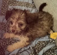 Luna Lovegood , a female Yorkipoo for sale in Camden, SC – 1 of 6