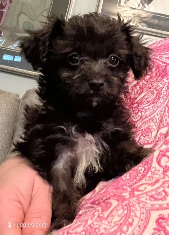 Hairy Paw-ter – Yorkshire Terrier, Poodle - Toy  puppy for sale in Camden, SC