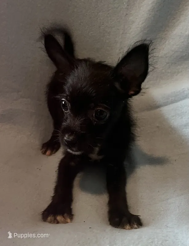 Maisie – Chihuahua, Yorkshire Terrier puppy for sale in Camden, SC