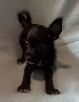 Maisie, a female Chihuahua and Yorkshire Terrier for sale in Camden, SC – 1 of 7