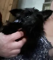 Jasper weight 3.01lb in 3/25/26, a male Yorkshire Terrier and Poodle - Toy  for sale in Camden, SC – 7 of 7