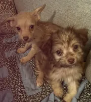 Luna Lovegood , a female Yorkipoo for sale in Camden, SC – 5 of 6