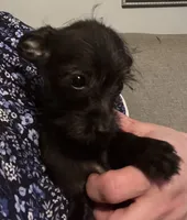 Dumbledore, a male Yorkipoo for sale in Camden, SC – 2 of 6