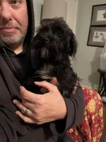 Sirius Black weight 4.18lb on 3/25/26, a male Yorkshire Terrier and Poodle - Toy  for sale in Camden, SC – Photo 3 of 3