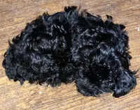 Chloe- cutest teddy bear!, a female Yorkipoo for sale in Camden, SC – Photo 3 of 10