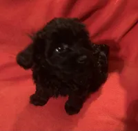 Chloe- cutest teddy bear!, a female Yorkipoo for sale in Camden, SC – Photo 4 of 10