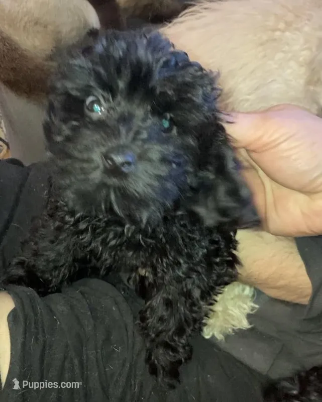 Chloe- cutest teddy bear!