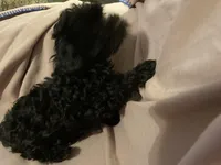 Chloe- cutest teddy bear!, a female Yorkipoo for sale in Camden, SC – Photo 10 of 10