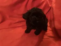 Chloe- cutest teddy bear!, a female Yorkipoo for sale in Camden, SC – Photo 8 of 10