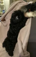 Chloe- cutest teddy bear!, a female Yorkipoo for sale in Camden, SC – Photo 6 of 10