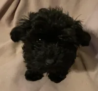 Chloe- cutest teddy bear!, a female Yorkipoo for sale in Camden, SC – Photo 2 of 10