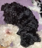 Chloe- cutest teddy bear!, a female Yorkipoo for sale in Camden, SC – Photo 7 of 10