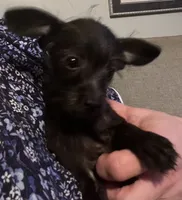 Dumbledore, a male Yorkipoo for sale in Camden, SC – 4 of 6