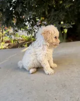Sunny, a male Cavapoo and Cavalier King Charles Spaniel for sale in Corona, CA – 2 of 4