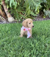 Hazel, a female Cavapoo for sale in Corona, CA – 3 of 4